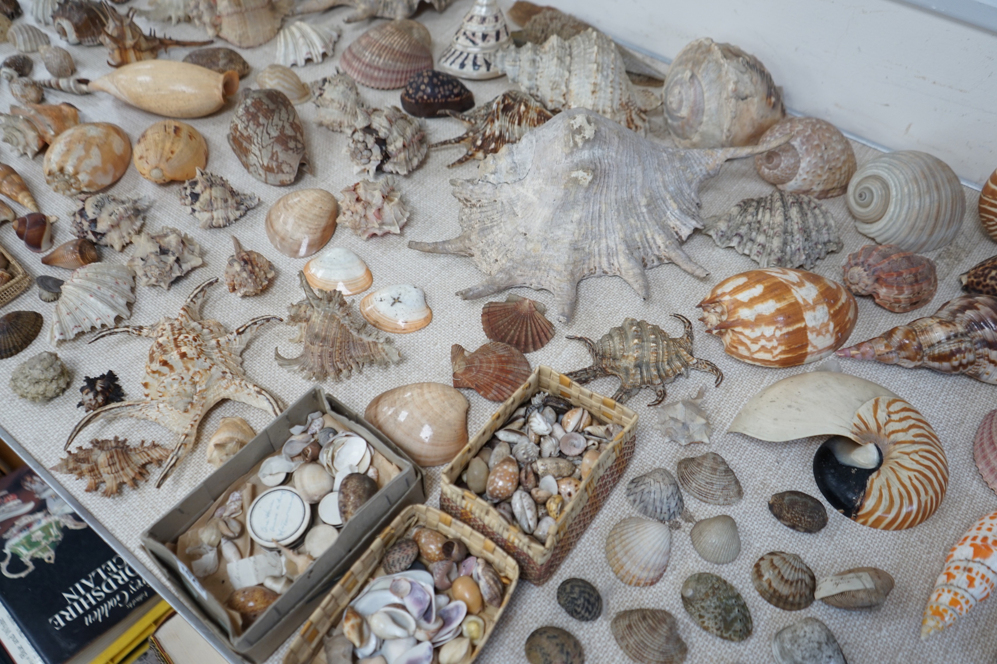 An interesting collection of 19th century and later sea shells of various species, some specimens with inscribed labels